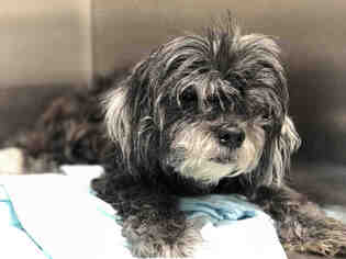 Havanese Dogs for adoption in Fort Lauderdale, FL, USA