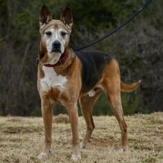 Akita Dogs for adoption in Dallas, TX, USA