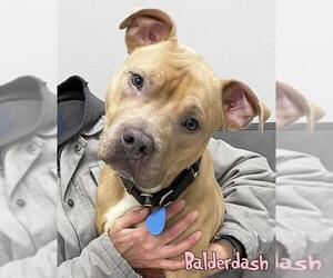 American Staffordshire Terrier-Unknown Mix Dogs for adoption in Mason, MI, USA