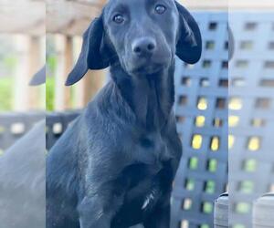 Goldmaraner Dogs for adoption in Rustburg, VA, USA