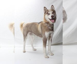 Siberian Husky Dogs for adoption in Burbank, CA, USA