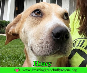 Chinese Shar-Pei-Unknown Mix Dogs for adoption in Milton, FL, USA