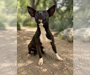 Mutt Dogs for adoption in PIPE CREEK, TX, USA