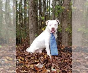 Bullboxer Pit Dogs for adoption in Newfoundland, PA, USA