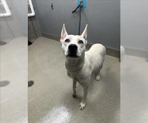 Siberian Husky-Unknown Mix Dogs for adoption in Las Vegas, NV, USA