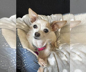 Chihuahua-Unknown Mix Dogs for adoption in Aurora, CO, USA