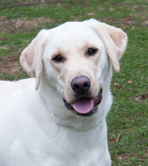 Labrador Retriever Dogs for adoption in Versailles, KY, USA
