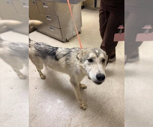 Siberian Husky Dogs for adoption in Riverside, CA, USA