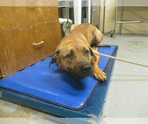 Staffordshire Bull Terrier Dogs for adoption in Ocala, FL, USA