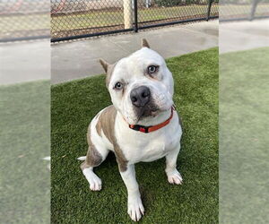 American Pit Bull Terrier-Unknown Mix Dogs for adoption in Elk Grove, CA, USA