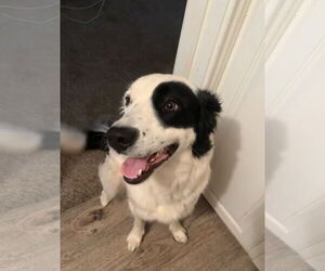 Australian Shepherd-Unknown Mix Dogs for adoption in Grafton, WI, USA