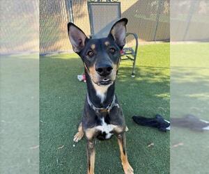 Doberman Pinscher-Unknown Mix Dogs for adoption in Chula Vista, CA, USA