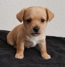 Medium Photo #1 Mutt Puppy For Sale in Stockton, CA, USA