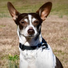 Medium Photo #1 Rat Terrier Puppy For Sale in Atlanta, GA, USA
