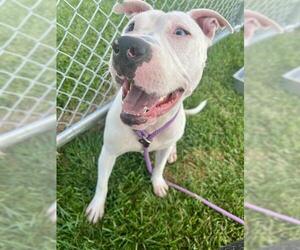 American Pit Bull Terrier Dogs for adoption in Louisville, KY, USA