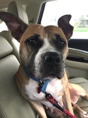Boxer Dogs for adoption in Lake Forest, CA, USA