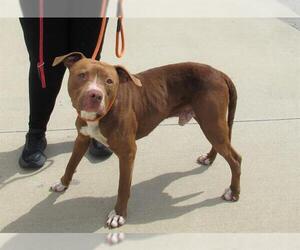 American Pit Bull Terrier Dogs for adoption in Louisville, KY, USA