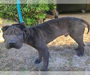 Chinese Shar-Pei Dogs for adoption in Long Beach, CA, USA