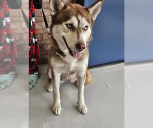 - Mix Dogs for adoption in Temple, TX, USA
