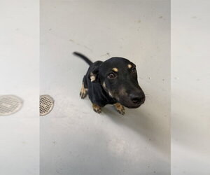 Labrador Retriever-Unknown Mix Dogs for adoption in Corpus Christi, TX, USA