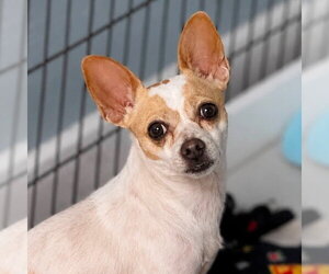 Chihuahua-Unknown Mix Dogs for adoption in Canton, CT, USA