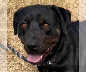 Rottweiler Dogs for adoption in Tarboro, NC, USA