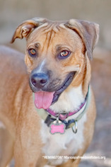 Small Rhodesian Ridgeback Mix