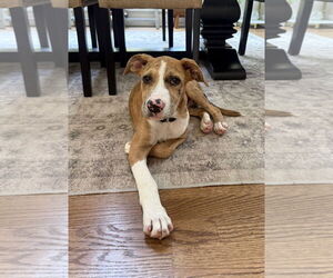 Bulldog-Unknown Mix Dogs for adoption in Tarrytown, GA, USA