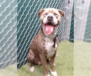 Mutt Dogs for adoption in Downey, CA, USA