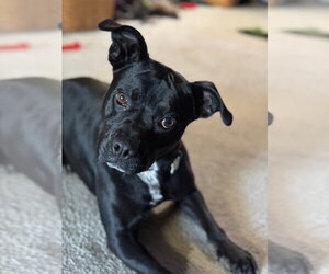 Mutt Dogs for adoption in Boston, MA, USA
