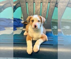American Pit Bull Terrier Dogs for adoption in Woodland, CA, USA