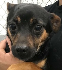 Chiweenie Dogs for adoption in Fredericksburg, VA, USA