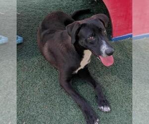 Collie-Labrador Retriever Mix Dogs for adoption in Rockwall, TX, USA