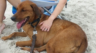 Redbone Coonhound Dogs for adoption in Sanford, FL, USA