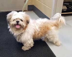 Shih Tzu Dogs for adoption in Perth Amboy, NJ, USA