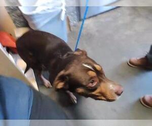 Mutt Dogs for adoption in Tulsa, OK, USA