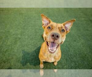 American Pit Bull Terrier-Unknown Mix Dogs for adoption in Orlando, FL, USA