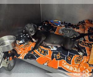 Labrador Retriever-Unknown Mix Dogs for adoption in Tulsa, OK, USA