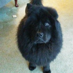 Chow Chow Dogs for adoption in Strongsville, OH, USA