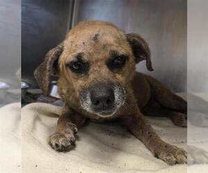 Mutt Dogs for adoption in San Antonio, TX, USA