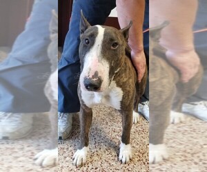 Bull Terrier Dogs for adoption in Seattle, WA, USA