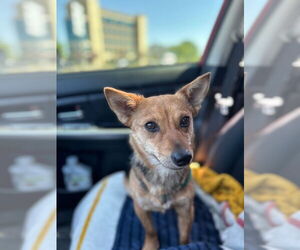 Chi-Corgi Dogs for adoption in Claremore, OK, USA