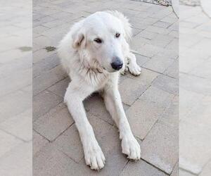 Great Pyrenees Dogs for adoption in Tehachapi, CA, USA