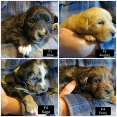 Sheprador Dogs for adoption in Pottstown, PA, USA