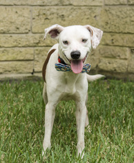Medium Photo #1 Dalmatian-Pointer Mix Puppy For Sale in Houston, TX, USA