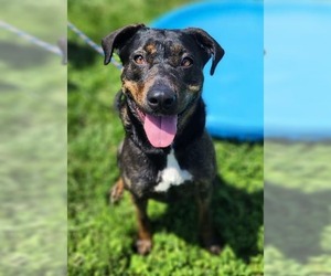 Rottweiler-Unknown Mix Dogs for adoption in Evansville, IN, USA