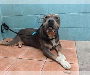 American Pit Bull Terrier Dogs for adoption in Downey, CA, USA