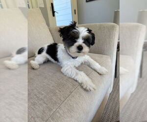 Mutt Dogs for adoption in St. Louis Park, MN, USA