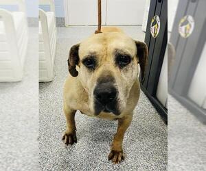 Presa Canario Dogs for adoption in Westminster, MD, USA