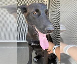 Mutt Dogs for adoption in Bakersfield, CA, USA